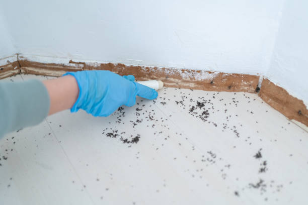 Best Bed Bug Extermination  in Blacksburg, VA